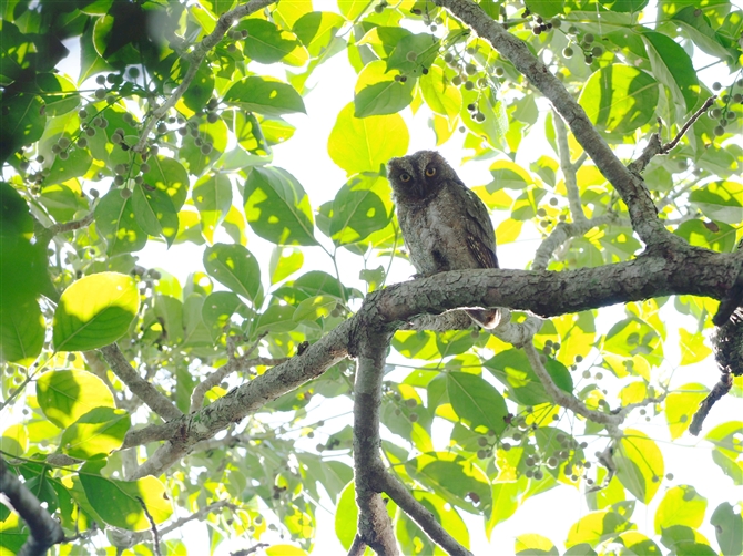 ELERmnYN,Ryukyu Scops Owl